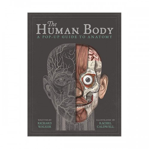 The Human Body : A Pop-Up Guide to Anatomy (Hardcover, 영국판)